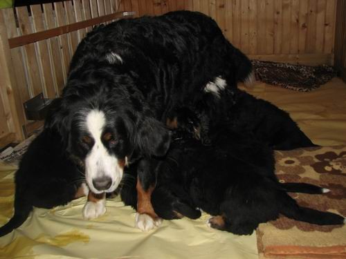 Čelinini mladički,2.2.2007 - foto povečava