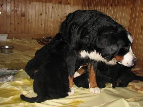 Čelinini mladički,2.2.2007 - foto povečava