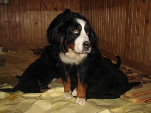 Čelinini mladički,2.2.2007 - foto povečava