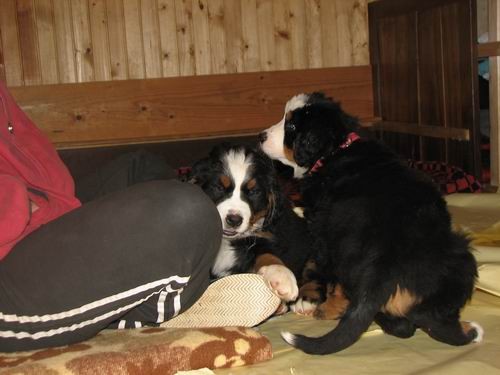 Čelinini mladički,2.2.2007 - foto povečava