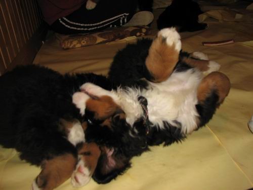 Čelinini mladički,2.2.2007 - foto povečava