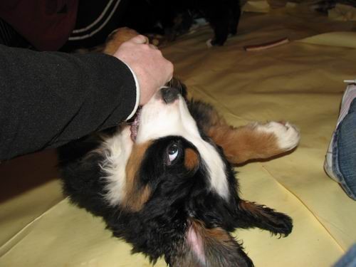 Čelinini mladički,2.2.2007 - foto povečava