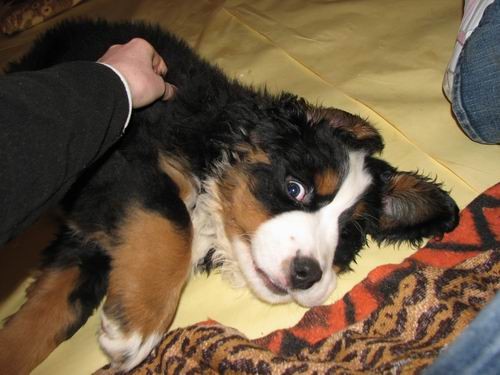 Čelinini mladički,2.2.2007 - foto povečava