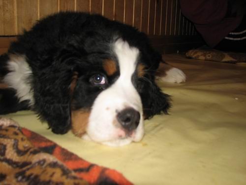 Čelinini mladički,2.2.2007 - foto povečava