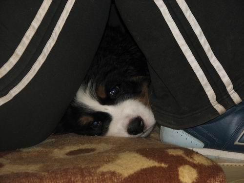 Čelinini mladički,2.2.2007 - foto povečava