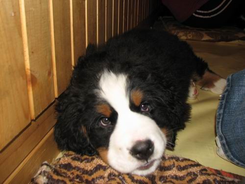 Čelinini mladički,2.2.2007 - foto povečava