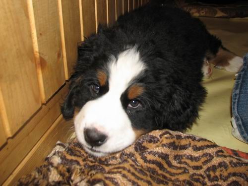 Čelinini mladički,2.2.2007 - foto povečava