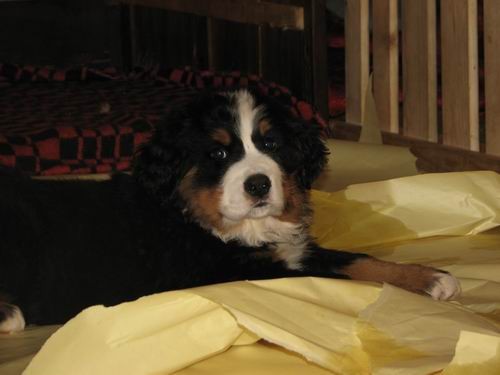 Čelinini mladički,2.2.2007 - foto povečava