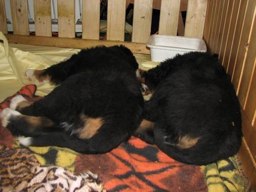 Čelinini mladički,2.2.2007 - foto povečava