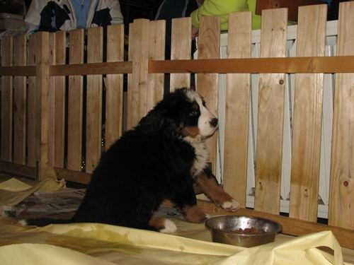 Čelinini mladički,2.2.2007 - foto povečava