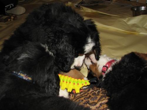 Čelinini mladički,2.2.2007 - foto povečava