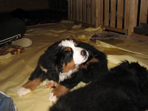 Čelinini mladički,2.2.2007 - foto povečava