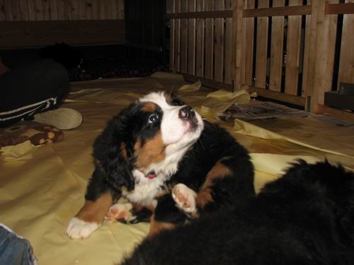 Čelinini mladički,2.2.2007 - foto povečava