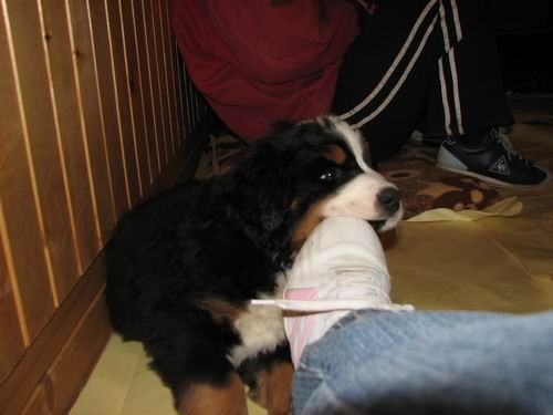 Čelinini mladički,2.2.2007 - foto povečava