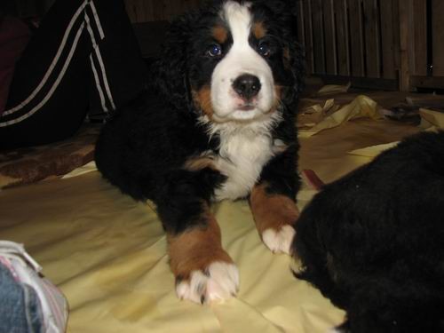 Čelinini mladički,2.2.2007 - foto povečava