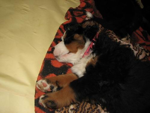 Čelinini mladički,2.2.2007 - foto povečava