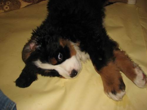 Čelinini mladički,2.2.2007 - foto povečava