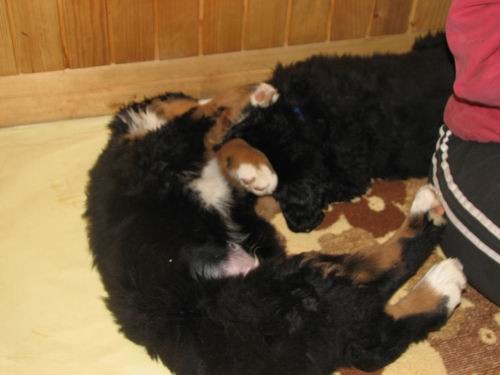 Čelinini mladički,2.2.2007 - foto povečava