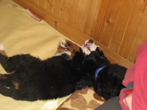 Čelinini mladički,2.2.2007 - foto povečava