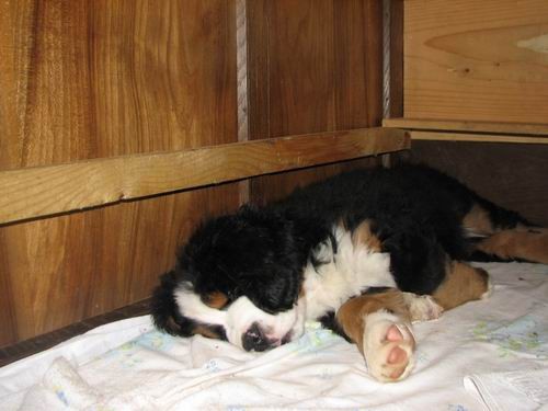 Čelinini mladički,2.2.2007 - foto povečava