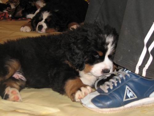 Čelinini mladički,2.2.2007 - foto povečava