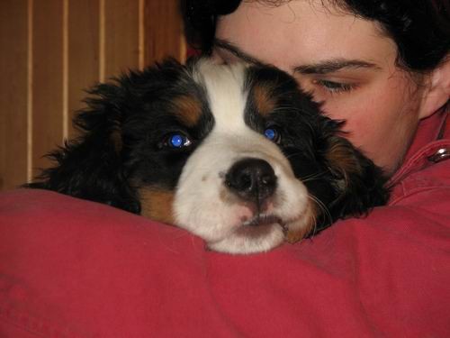 Čelinini mladički,2.2.2007 - foto povečava