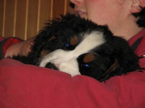 Čelinini mladički,2.2.2007 - foto povečava