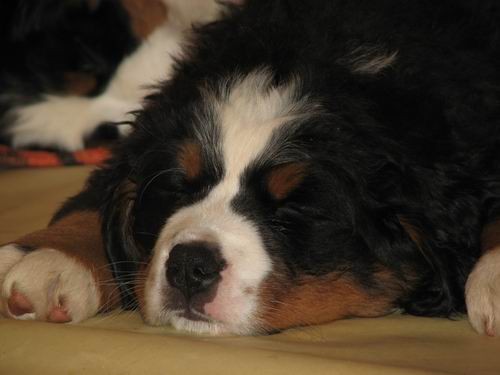 Čelinini mladički,2.2.2007 - foto povečava