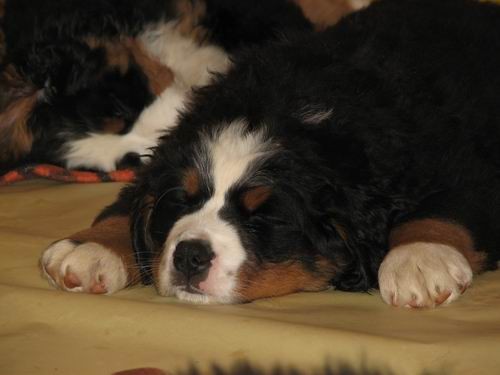 Čelinini mladički,2.2.2007 - foto povečava