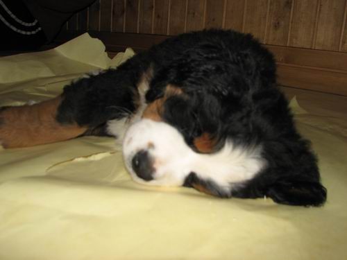 Čelinini mladički,2.2.2007 - foto povečava