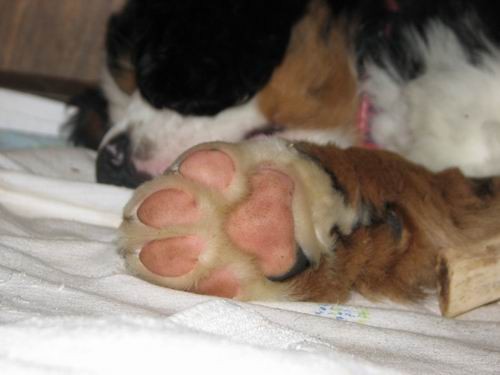 Čelinini mladički,2.2.2007 - foto povečava