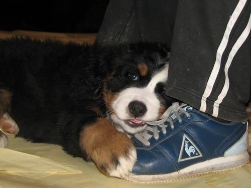 Čelinini mladički,2.2.2007 - foto povečava