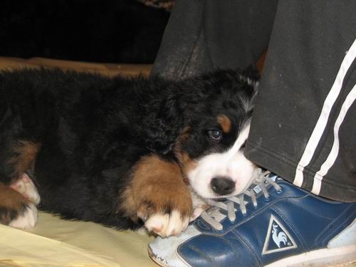 Čelinini mladički,2.2.2007 - foto povečava