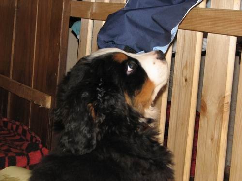 Čelinini mladički,2.2.2007 - foto povečava