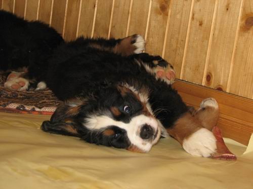 Čelinini mladički,2.2.2007 - foto povečava