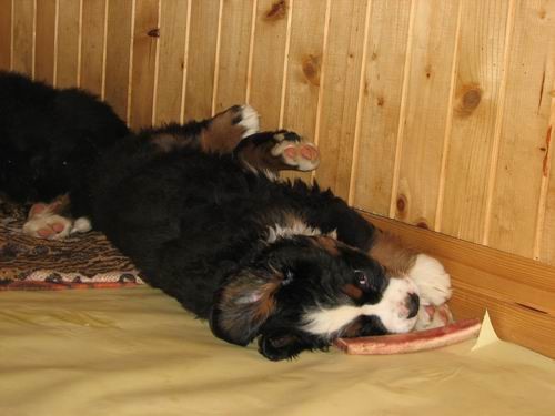 Čelinini mladički,2.2.2007 - foto povečava