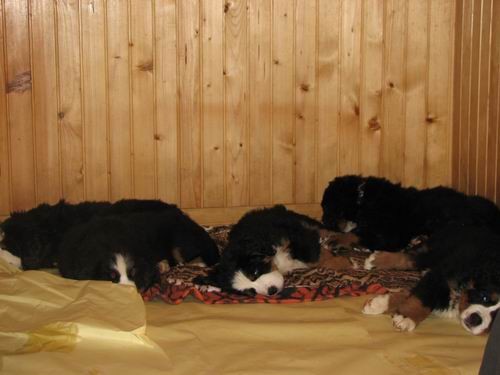 Čelinini mladički,2.2.2007 - foto povečava