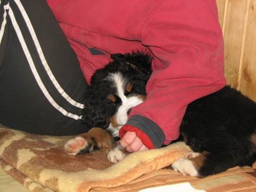 Čelinini mladički,2.2.2007 - foto povečava