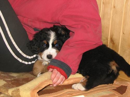 Čelinini mladički,2.2.2007 - foto povečava