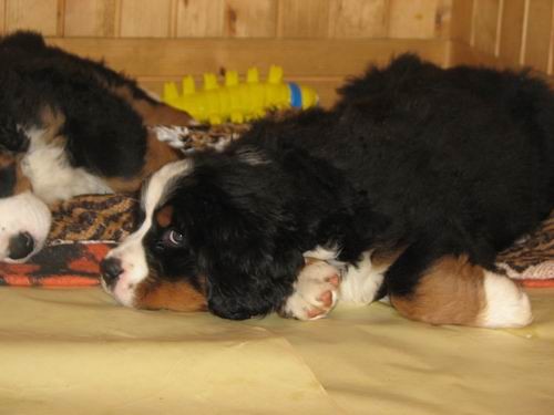 Čelinini mladički,2.2.2007 - foto povečava