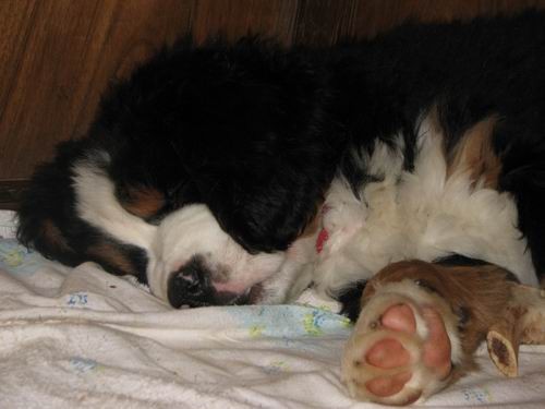 Čelinini mladički,2.2.2007 - foto povečava