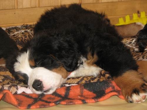 Čelinini mladički,2.2.2007 - foto povečava