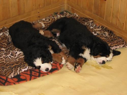 Čelinini mladički,2.2.2007 - foto povečava