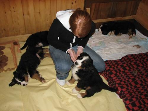 Čelinini mladički,2.2.2007 - foto povečava