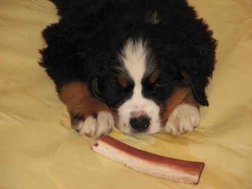 Čelinini mladički,2.2.2007 - foto povečava