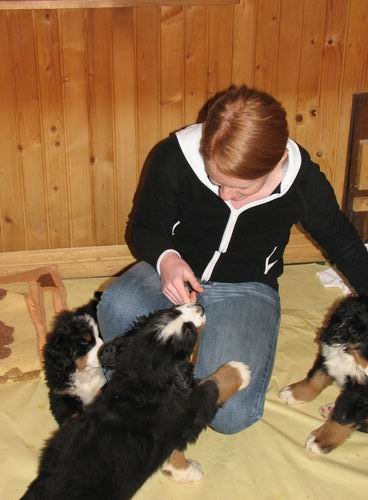 Čelinini mladički,2.2.2007 - foto povečava