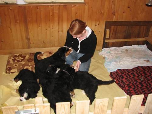 Čelinini mladički,2.2.2007 - foto povečava