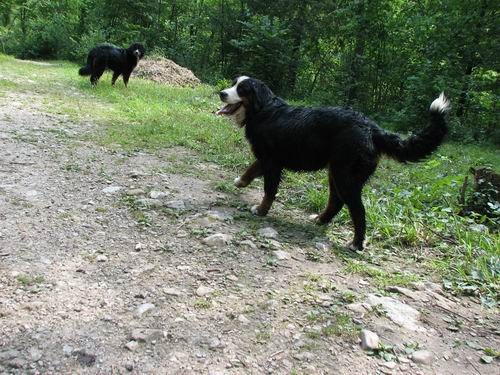 Berni sprehod,Iški Vintgar,29.6.2007 - foto povečava