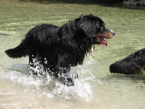 Berni sprehod,Iški Vintgar,29.6.2007 - foto povečava