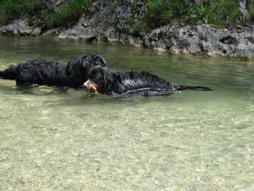 Berni sprehod,Iški Vintgar,29.6.2007 - foto povečava